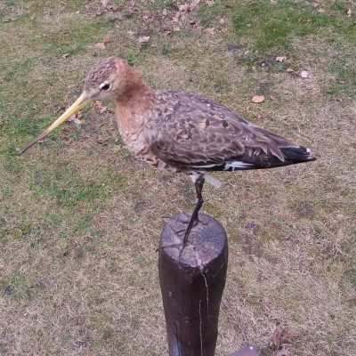 Vogels van grasland en water