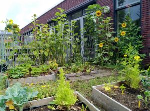 Skoatterwiis moestuintje af