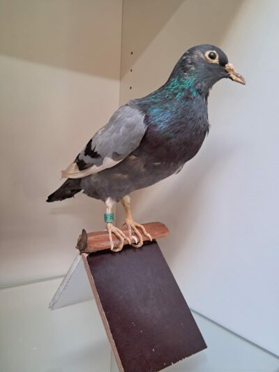 Watervogels & zangvogels - Afbeelding 7