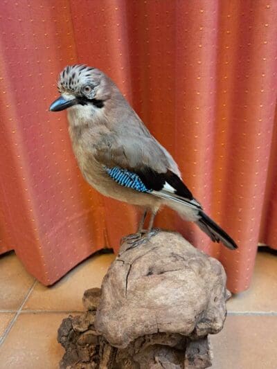 Watervogels & zangvogels - Afbeelding 9