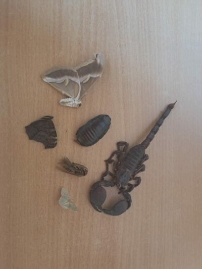 Insecten & insectennesten