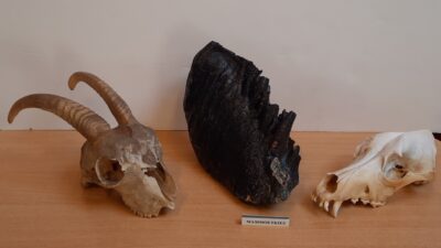 Botten, huiden en fossielen