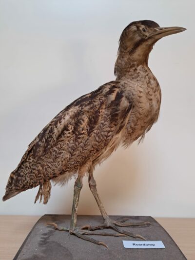 Watervogels & zangvogels - Afbeelding 3