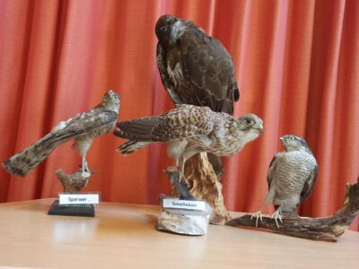 Roofvogels & uilen