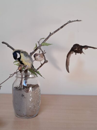 Watervogels & zangvogels - Afbeelding 4