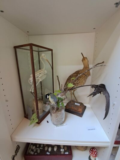 Watervogels & zangvogels - Afbeelding 2
