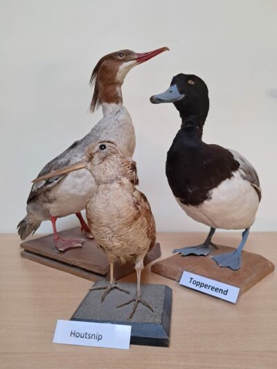 Watervogels & zangvogels