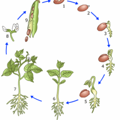 Gastles Zaaien en kiemen