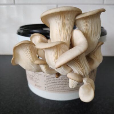 Moestuin binnen pakket